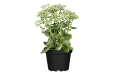 Sedum telephium 'Herbstfreude'