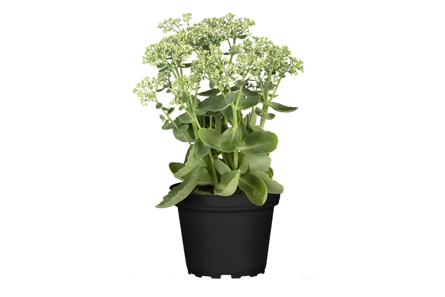 Sedum telephium 'Herbstfreude'