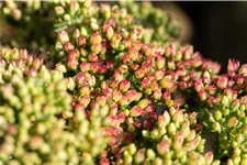 Sedum telephium 'Herbstfreude'