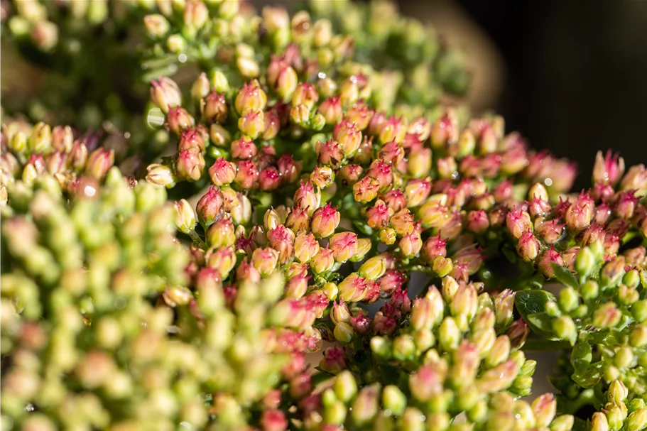 Sedum telephium 'Herbstfreude'