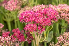 Sedum telephium 'Herbstfreude'