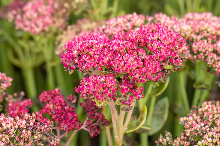 Sedum telephium 'Herbstfreude'