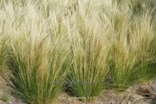 Stipa tenuissima
