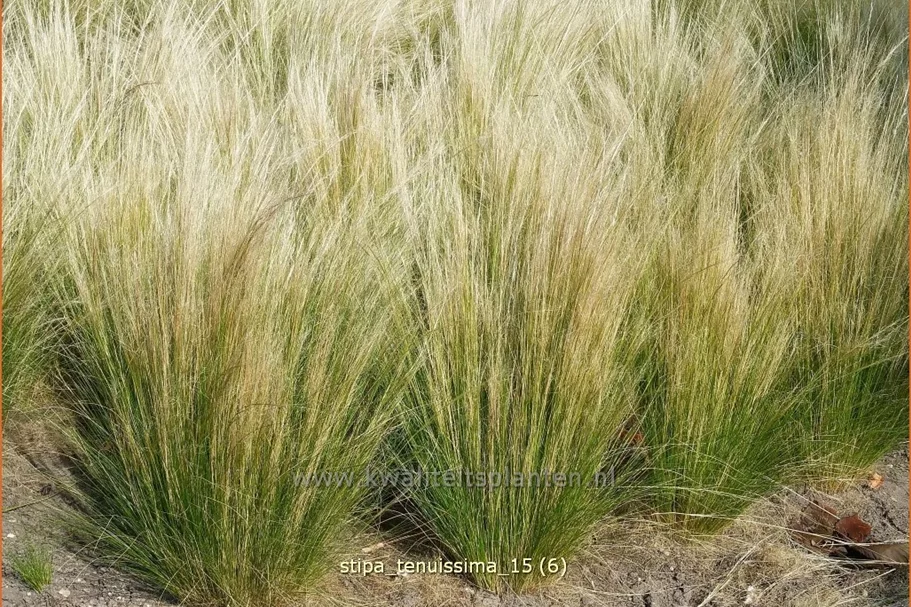 Stipa tenuissima