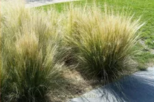 Stipa tenuissima