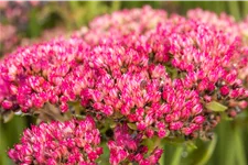Sedum telephium 'Herbstfreude'