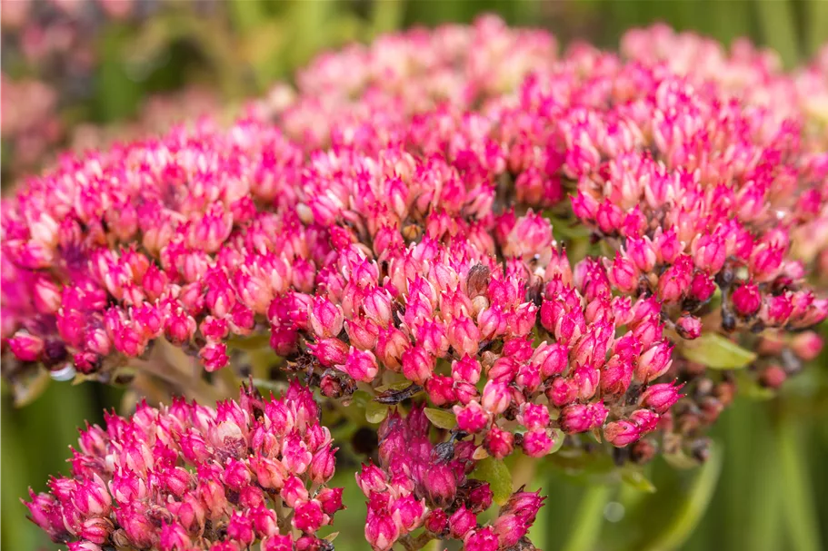 Sedum telephium 'Herbstfreude'