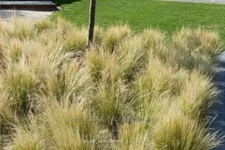 Stipa tenuissima