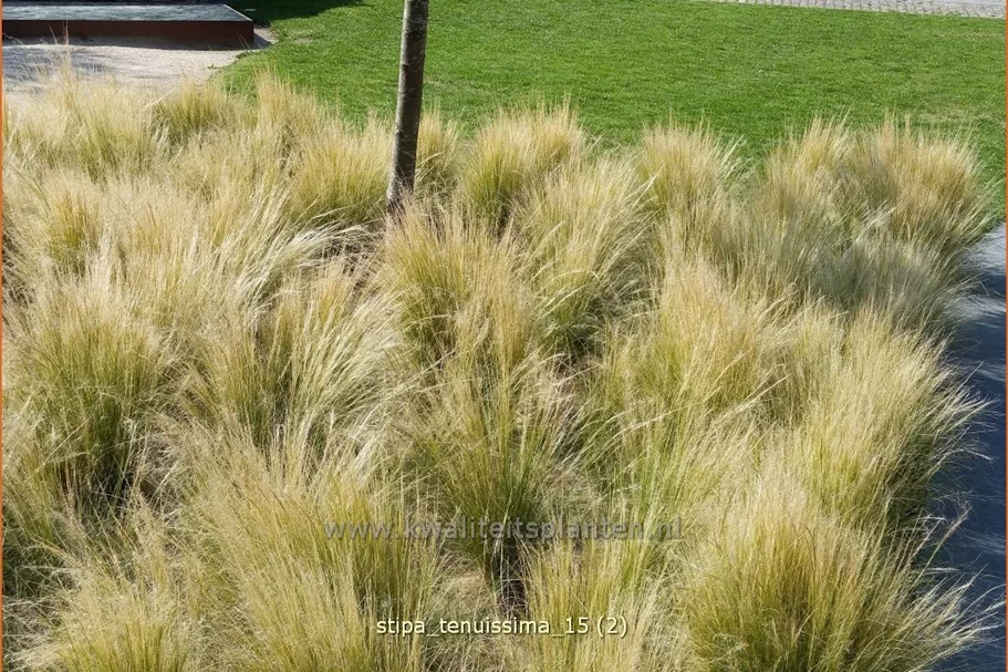 Stipa tenuissima