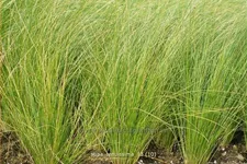 Stipa tenuissima