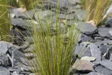 Stipa tenuissima