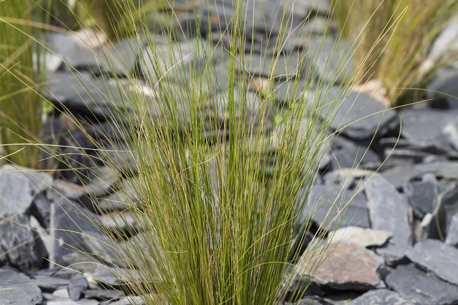 Stipa tenuissima