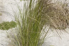 Stipa tenuissima