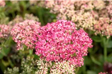 Sedum telephium 'Herbstfreude'