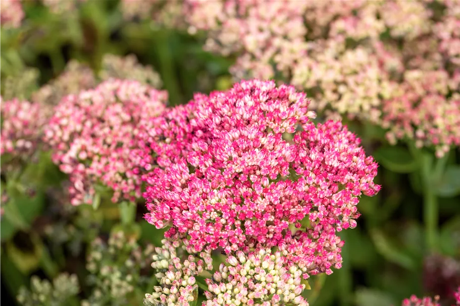 Sedum telephium 'Herbstfreude'