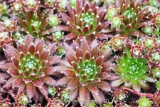 Sempervivum arachnoideum 'Silberkarneol'