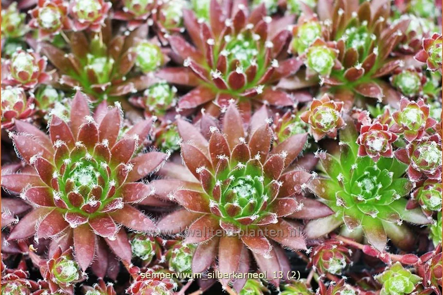 Sempervivum arachnoideum 'Silberkarneol'