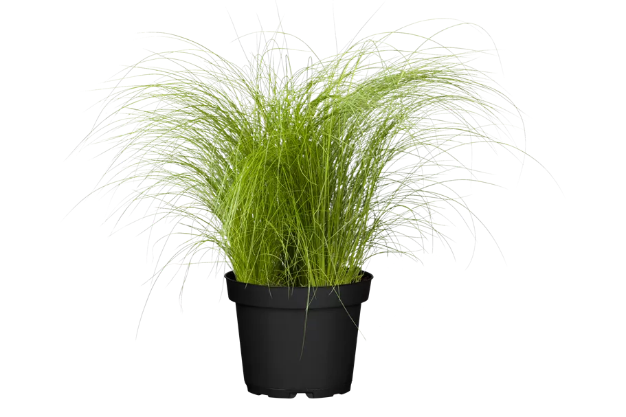 Stipa tenuissima
