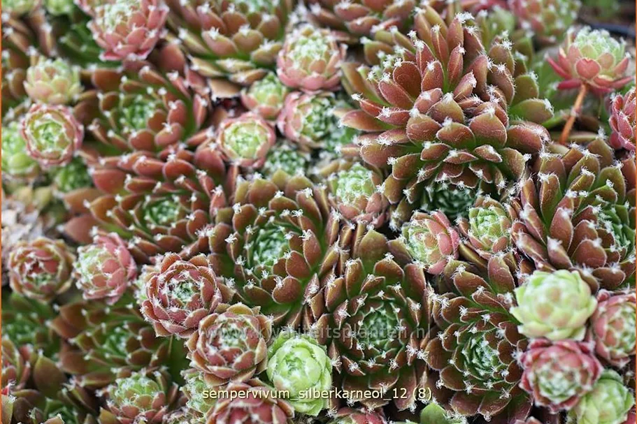 Sempervivum arachnoideum 'Silberkarneol'