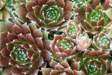 Sempervivum arachnoideum 'Silberkarneol'