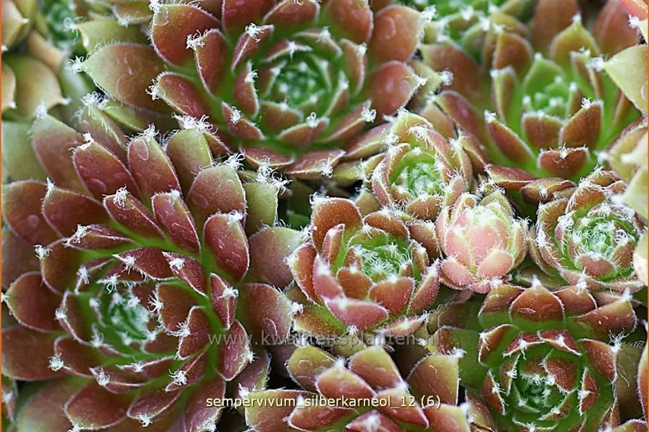 Sempervivum arachnoideum 'Silberkarneol'