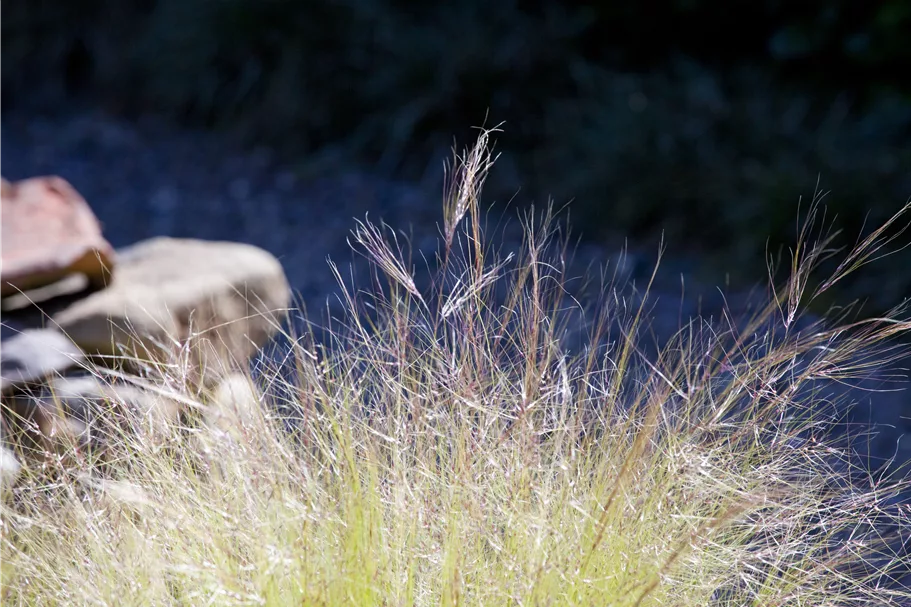Stipa tenuissima