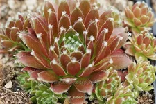 Sempervivum arachnoideum 'Silberkarneol'