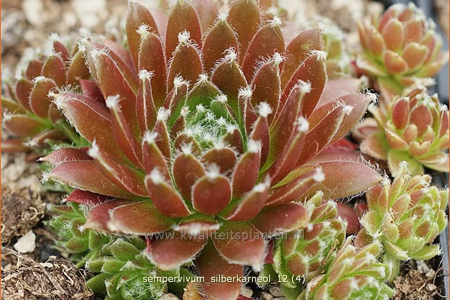Sempervivum arachnoideum 'Silberkarneol'