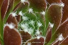 Sempervivum arachnoideum 'Silberkarneol'