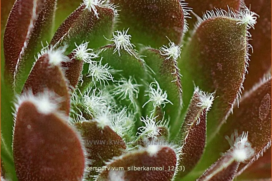 Sempervivum arachnoideum 'Silberkarneol'