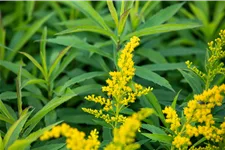 Solidago canadensis 'Goldkind'