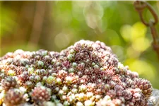 Sempervivum arachnoideum 'Silberkarneol'