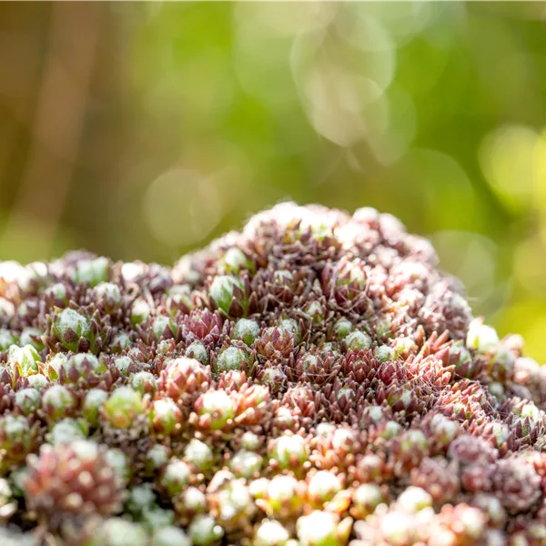 Sempervivum arachnoideum 'Silberkarneol'