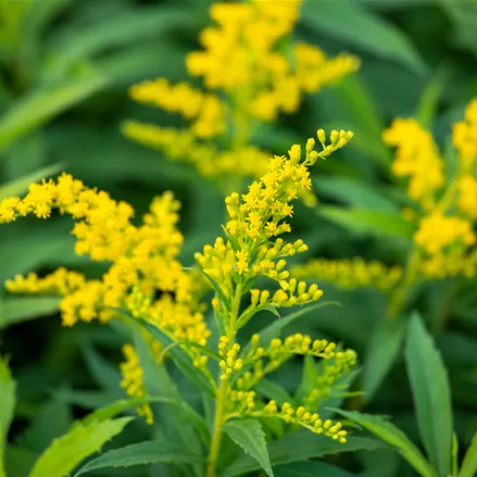 Solidago canadensis 'Goldkind'