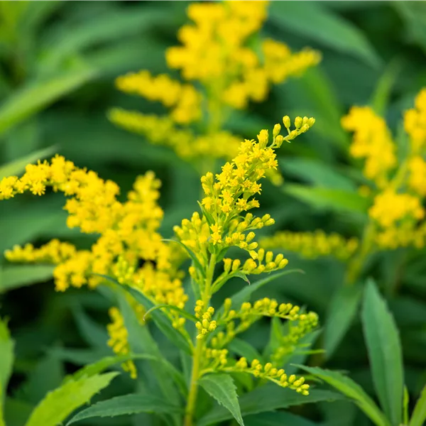 Solidago canadensis 'Goldkind'