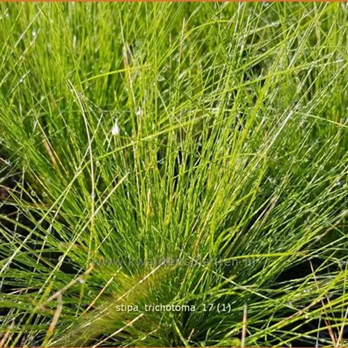 Stipa trichotoma