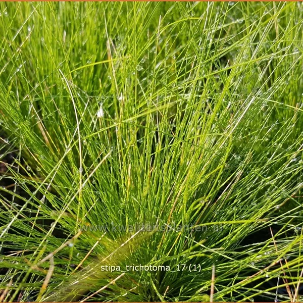 Stipa trichotoma