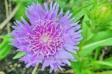 Stokesia laevis 'Blue Star'