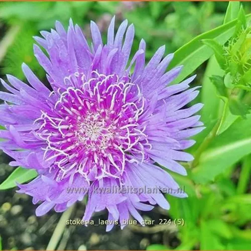 Stokesia laevis 'Blue Star'