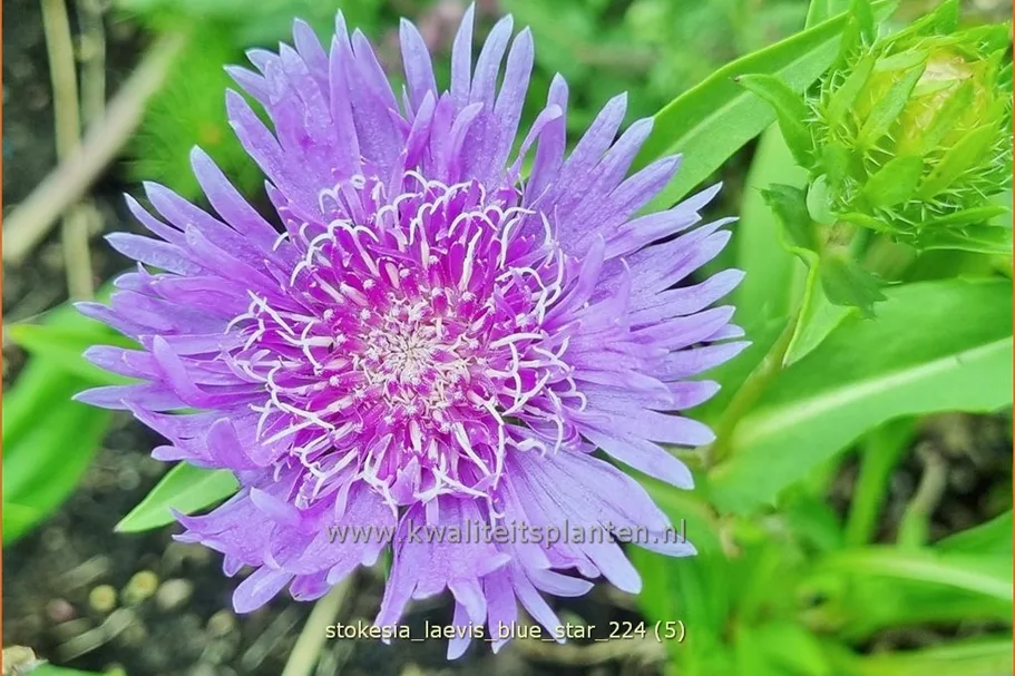 Stokesia laevis 'Blue Star'