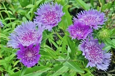 Stokesia laevis 'Blue Star'