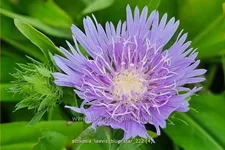 Stokesia laevis 'Blue Star'