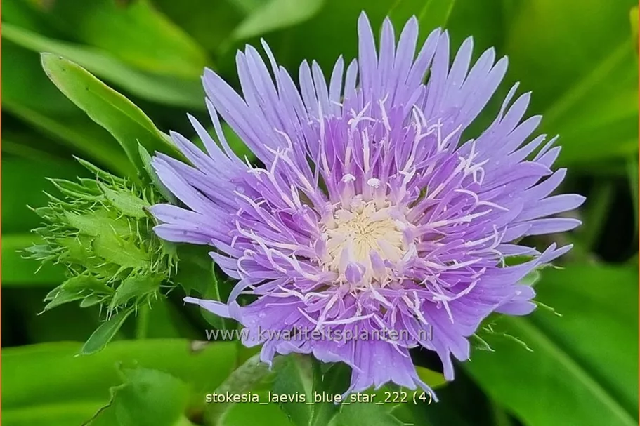 Stokesia laevis 'Blue Star'