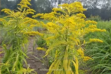 Solidago 'Hiddigeigei'