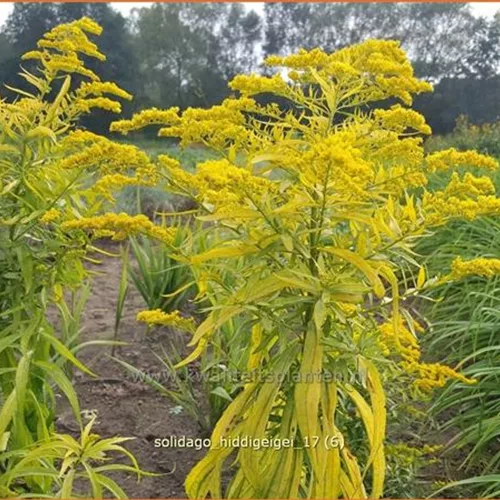 Solidago 'Hiddigeigei'