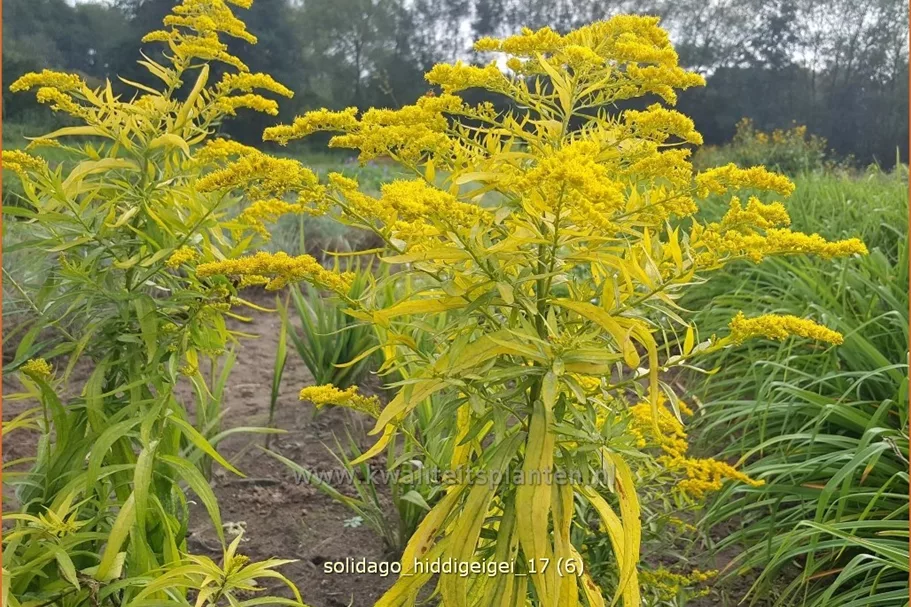 Solidago 'Hiddigeigei'