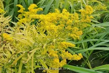 Solidago 'Hiddigeigei'