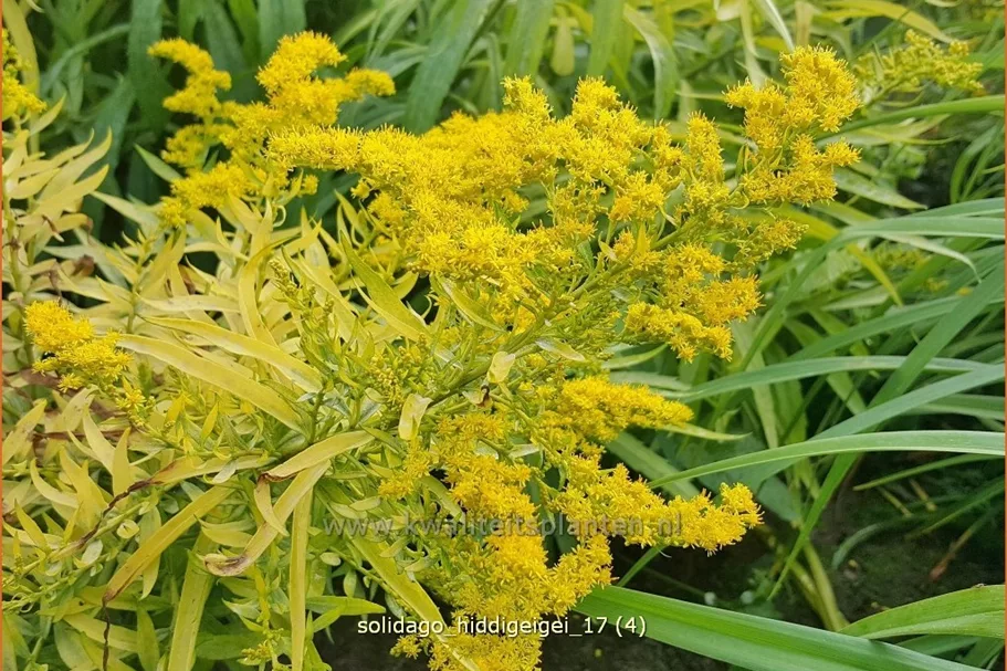 Solidago 'Hiddigeigei'