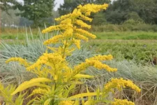 Solidago 'Hiddigeigei'