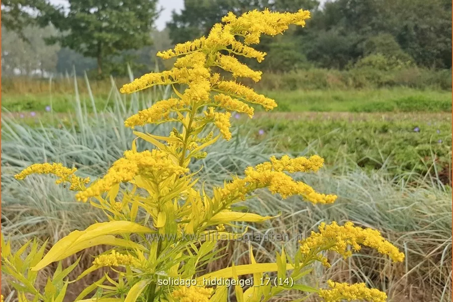 Solidago 'Hiddigeigei'